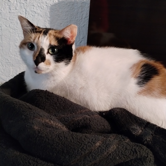 Meet your Posher, Cheri - Picture 9 of 15